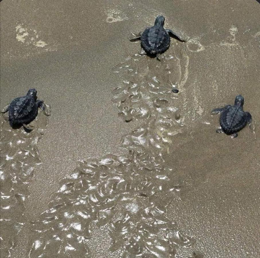 Turtle Guest House Sur Eksteriør bilde