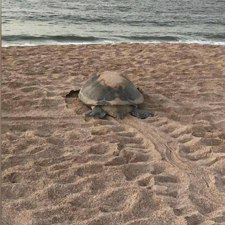 Turtle Guest House Sur Eksteriør bilde