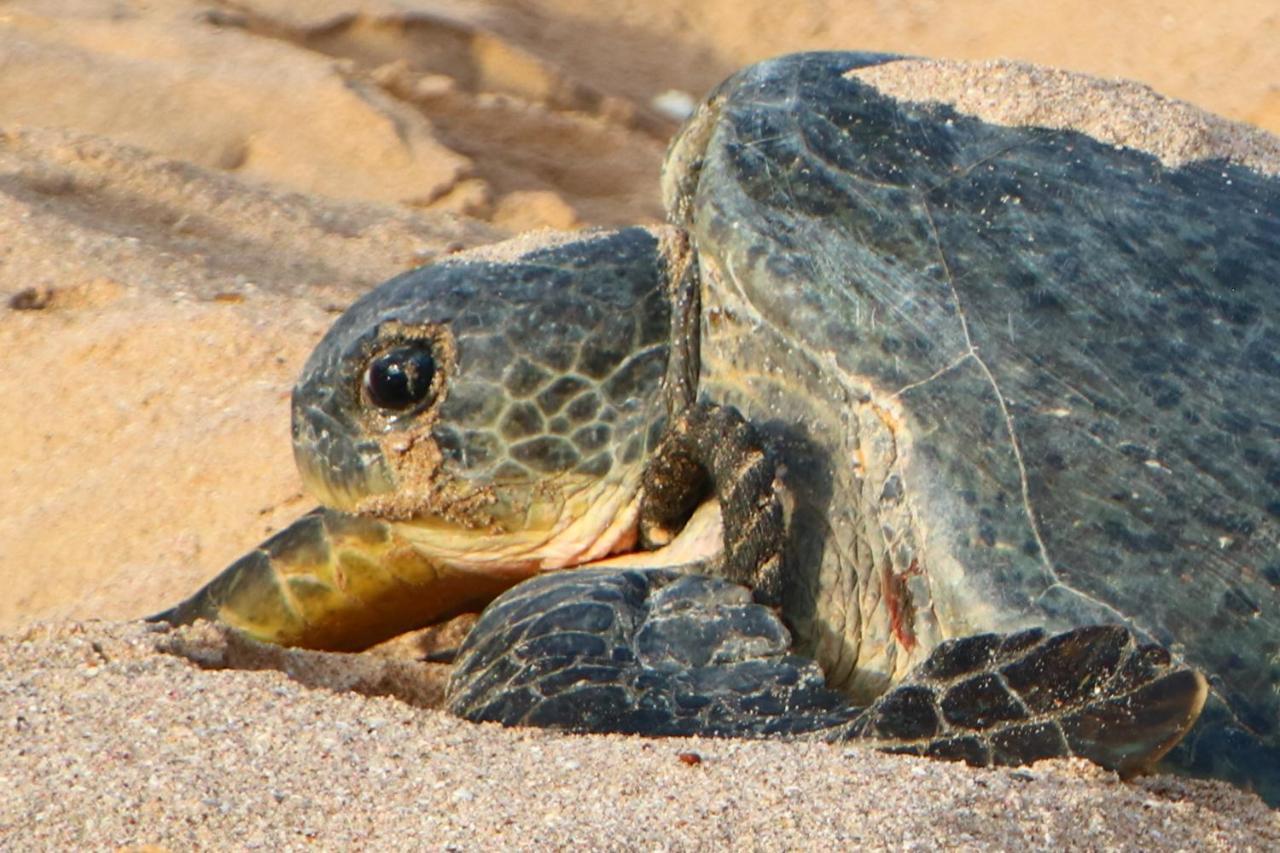 Turtle Guest House Sur Eksteriør bilde